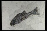 Fossil Fish (Mioplosus) - Green River Formation, Wyoming #119460-1
